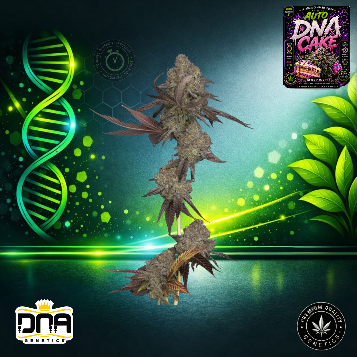 Auto DNA Cake – DNA Genetics