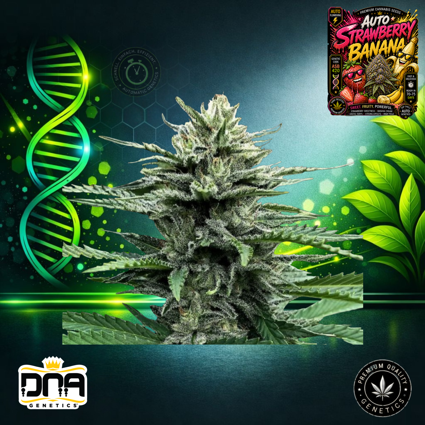 Auto Strawberry Banana – DNA Genetics