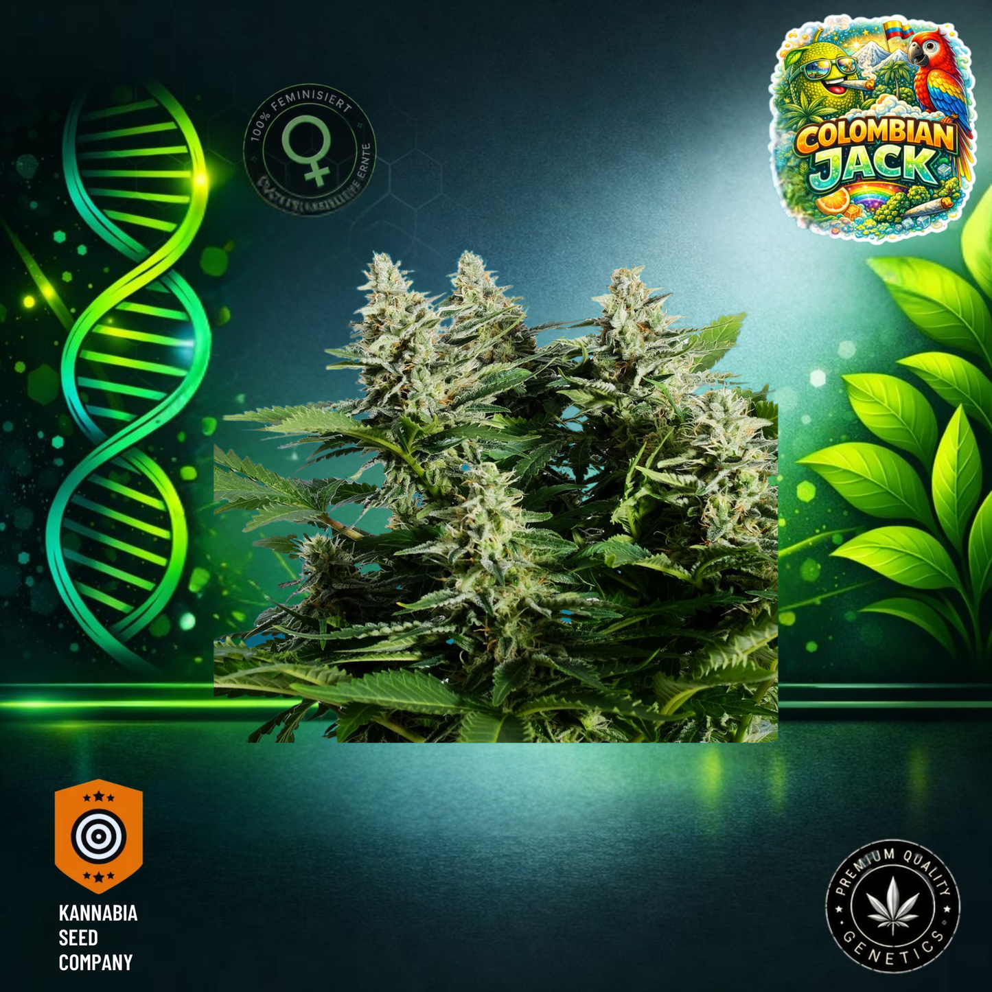 Columbian Jack Feminisiert - Kannabia Seeds