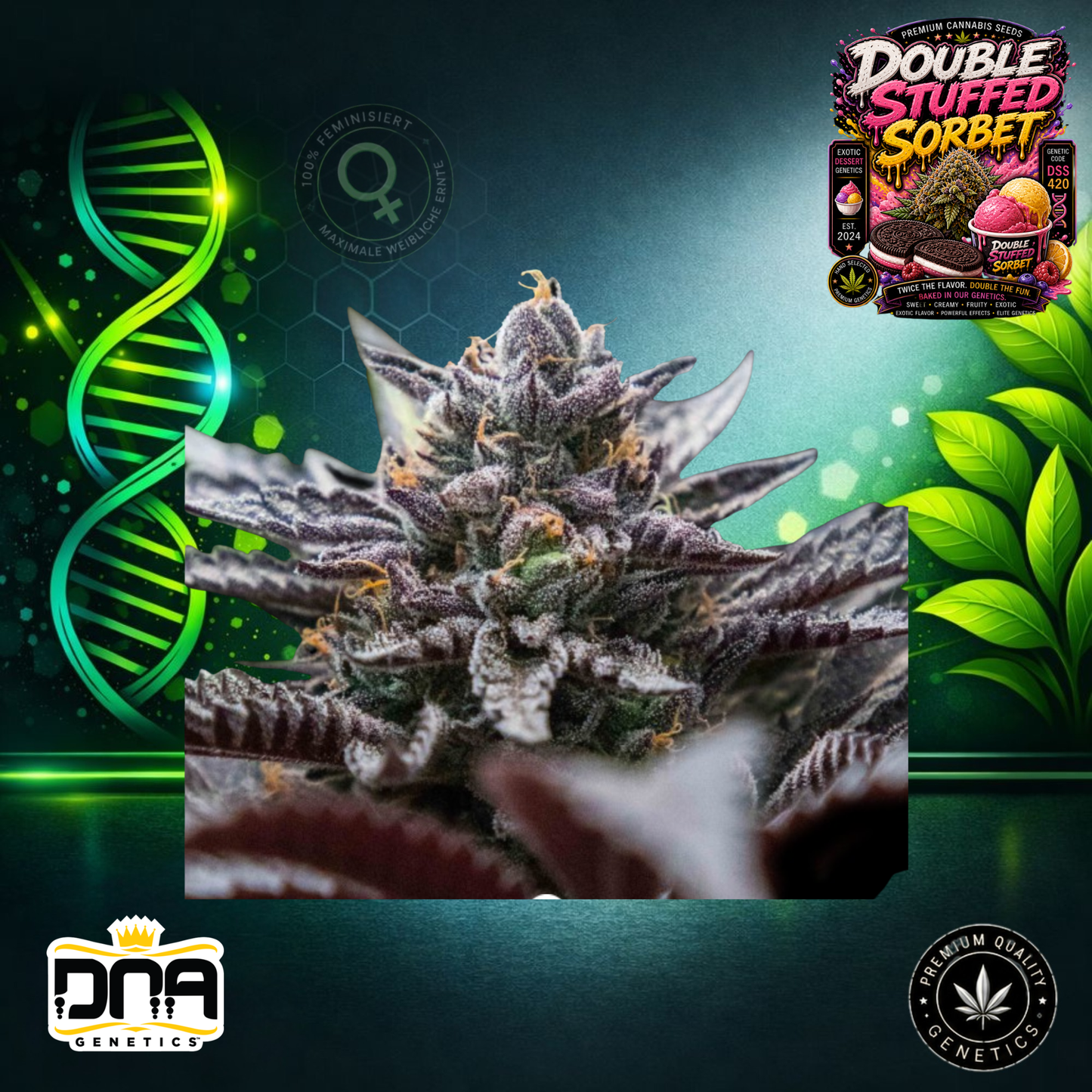 Double Stuffed Sorbet – DNA Genetics