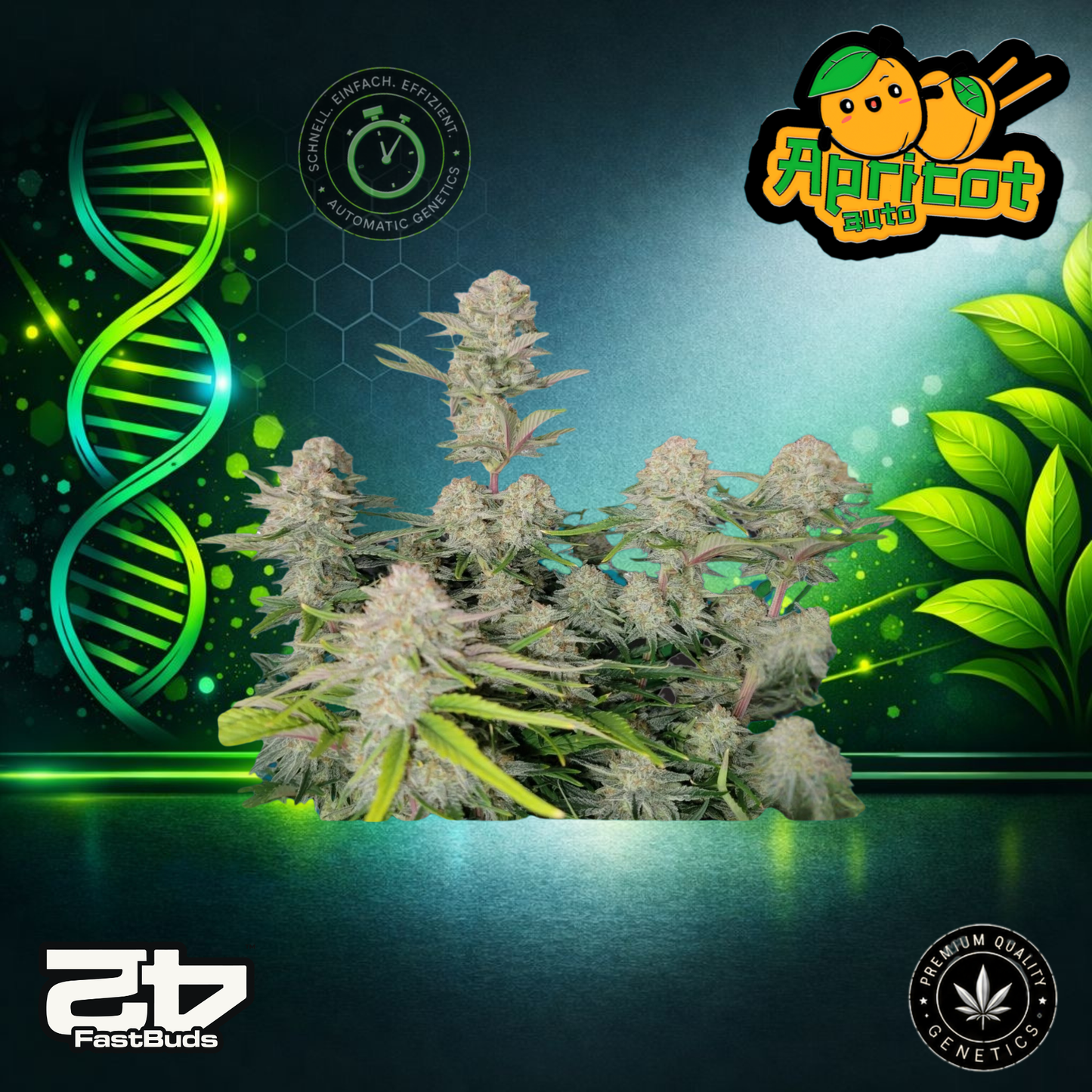 FastBuds Apricot Auto - Autoflowering Cannabis-Samen