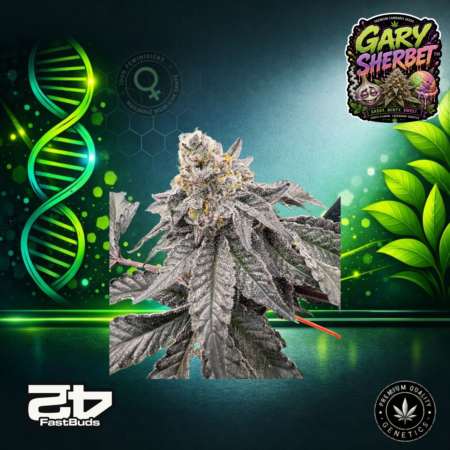Gary Sherbet™ – Feminisierte Samen | FastBuds