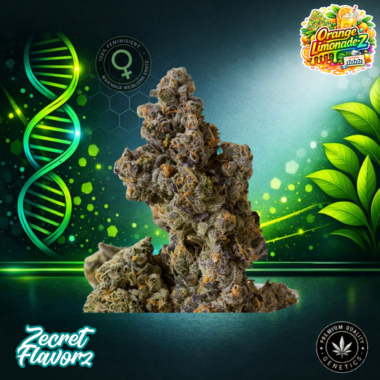 Zecret FlavorZ Orange Lemonade-Z – Feminized Cannabis Seeds