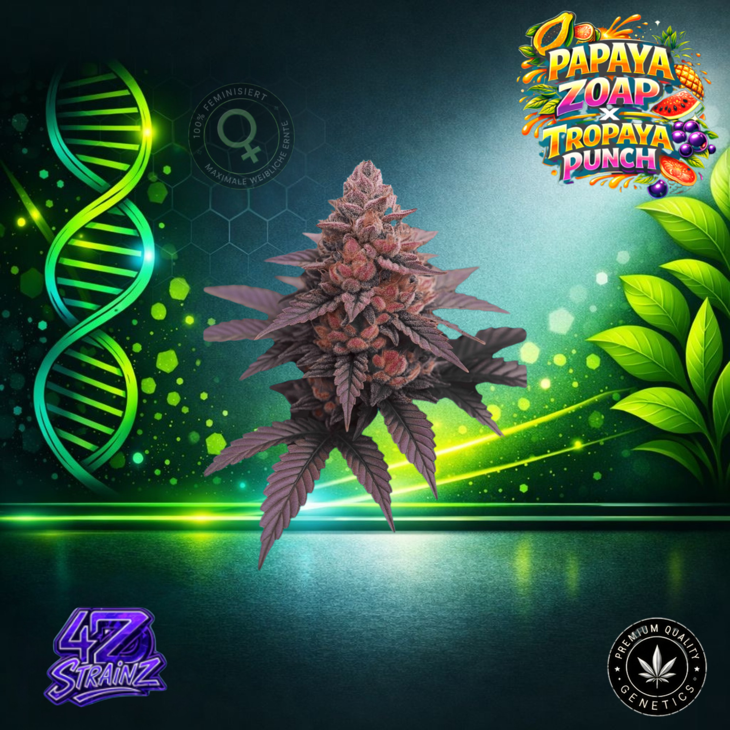 Papaya Zoap x Tropaya Punch – Feminisierte Cannabissamen