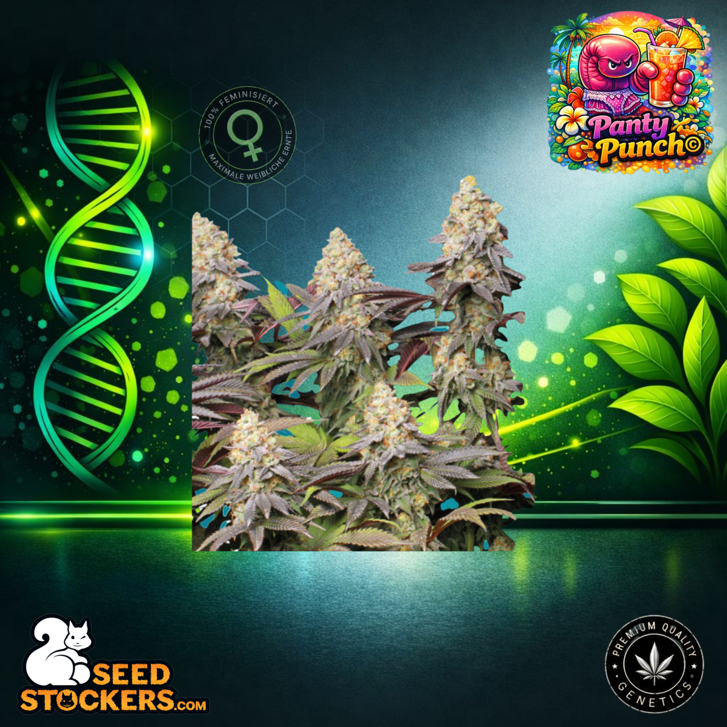 SeedStockers - Panty Punch© Feminisierte Hanfsamen
