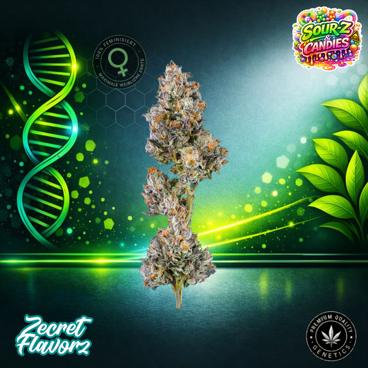 Zecret FlavorZ SOUR-Z & CANDIES – Feminized Cannabis Seeds