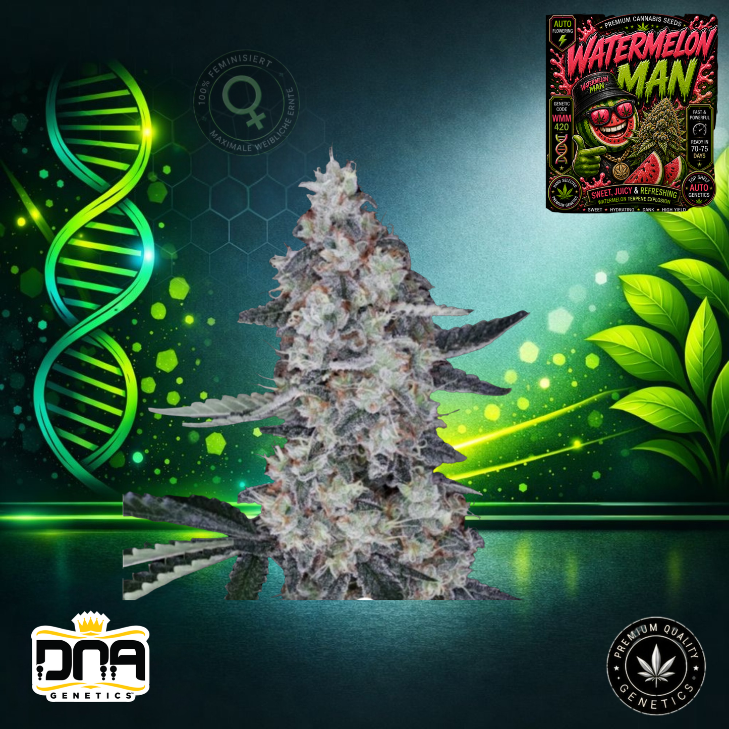 Watermelon Man – DNA Genetics