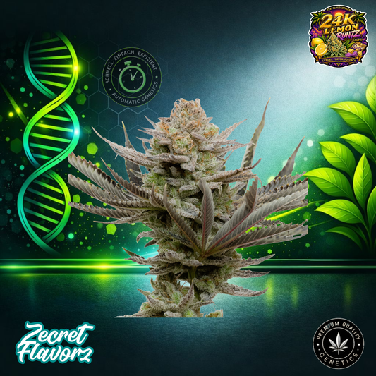 24K Lemon Runtz (Auto) – ZecretFlavorZ