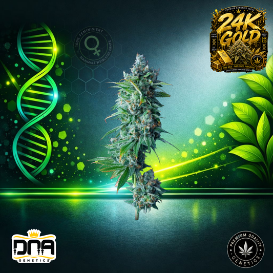 24K Gold – DNA Genetics