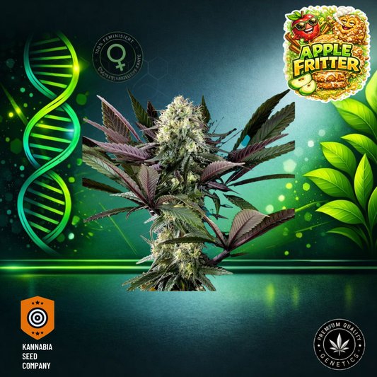 Apple Fritter Feminisiert - Kannabia Seeds