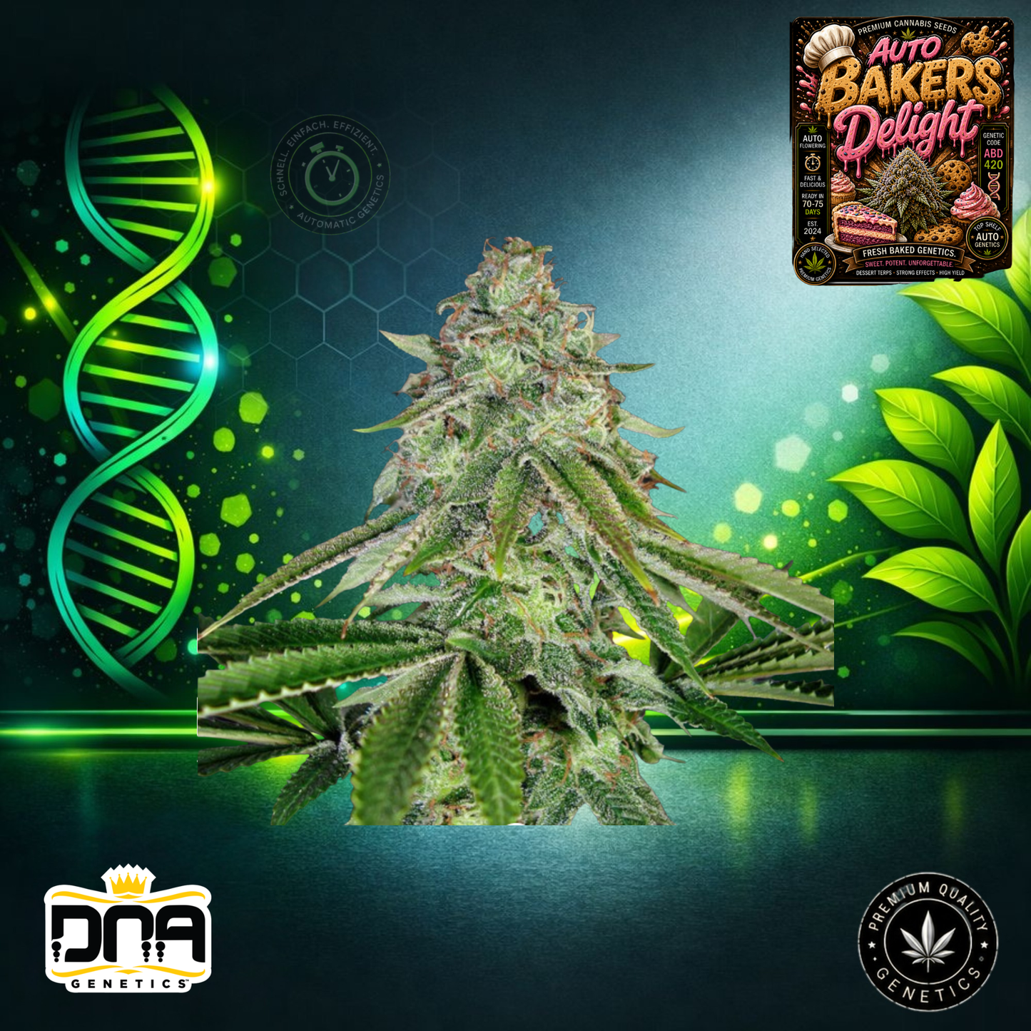 Auto Bakers Delight – DNA Genetics