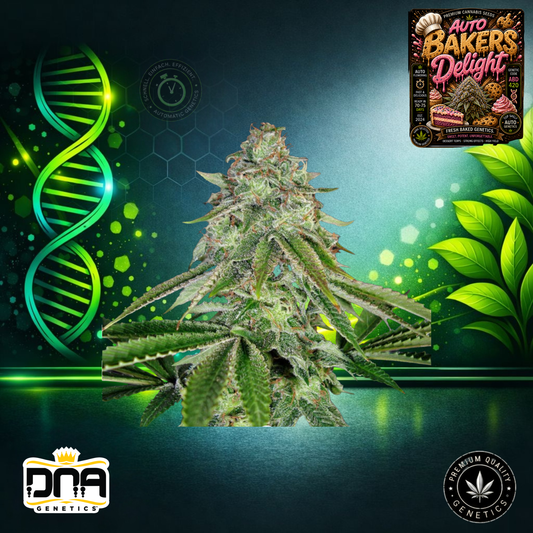 Auto Bakers Delight – DNA Genetics