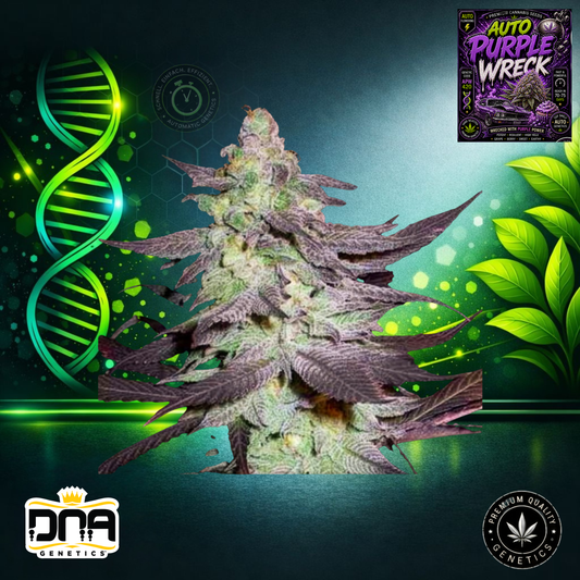 Auto Purple Wreck – DNA Genetics