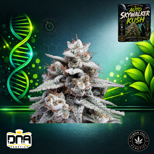 Auto Skywalker Kush – DNA Genetics