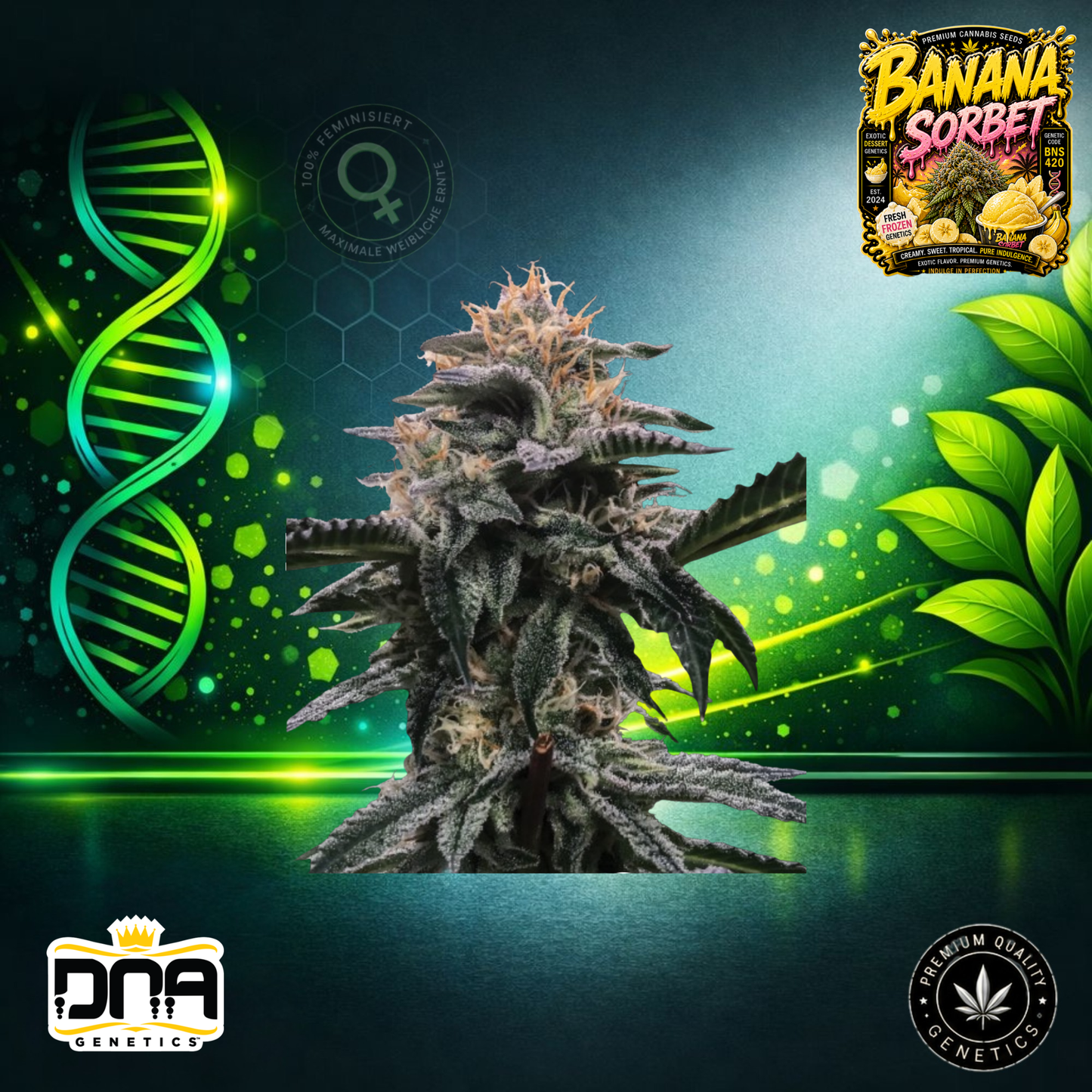 Banana Sorbet – DNA Genetics