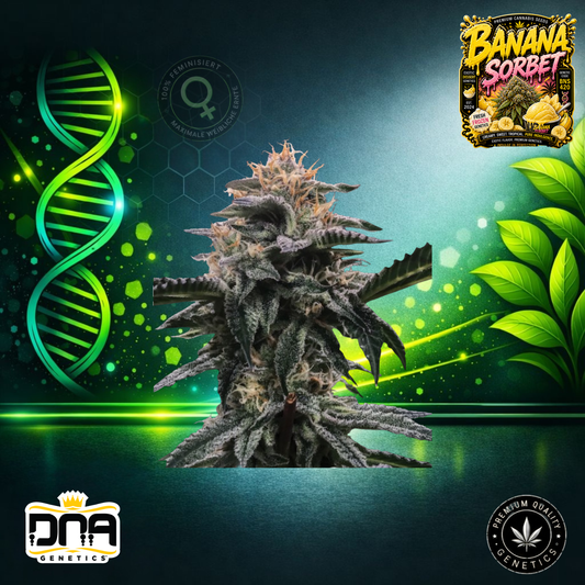Banana Sorbet – DNA Genetics