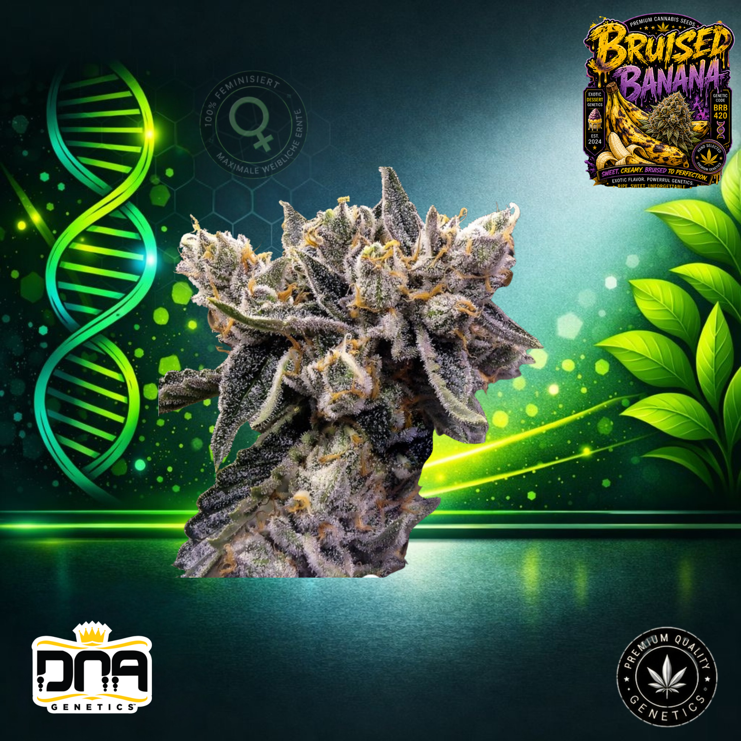 Bruised Banana – DNA Genetics