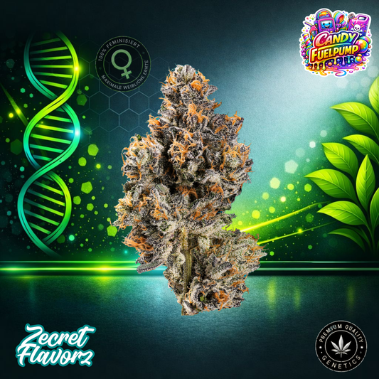 Zecret FlavorZ Candy Fuelpump – Feminized Cannabis Seeds