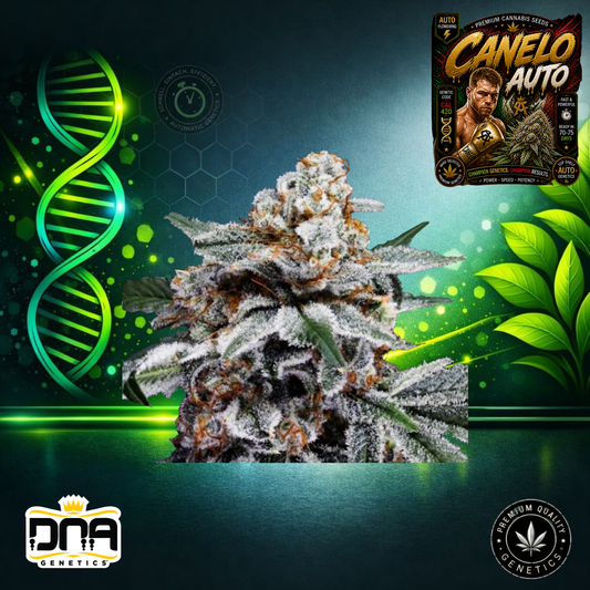Canelo Auto – DNA Genetics