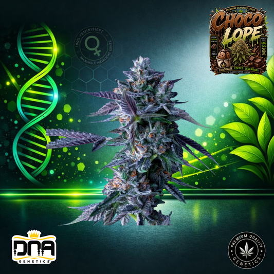 Chocolope – DNA Genetics