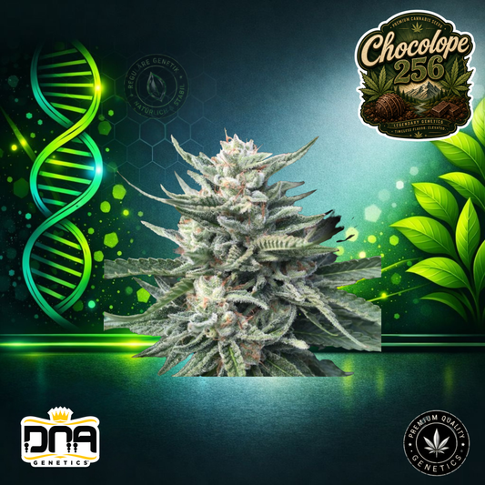 Chocolope 256 – DNA Genetics