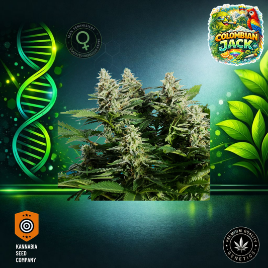 Columbian Jack Feminisiert - Kannabia Seeds