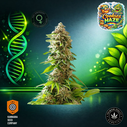 Cookies Haze Feminisiert - Kannabia Seeds