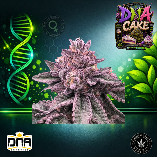DNA Cake – DNA Genetics
