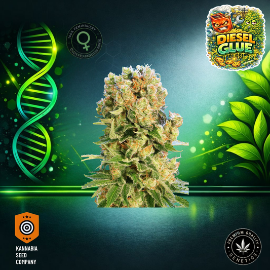 Diesel Glue Feminisiert - Kannabia Seeds
