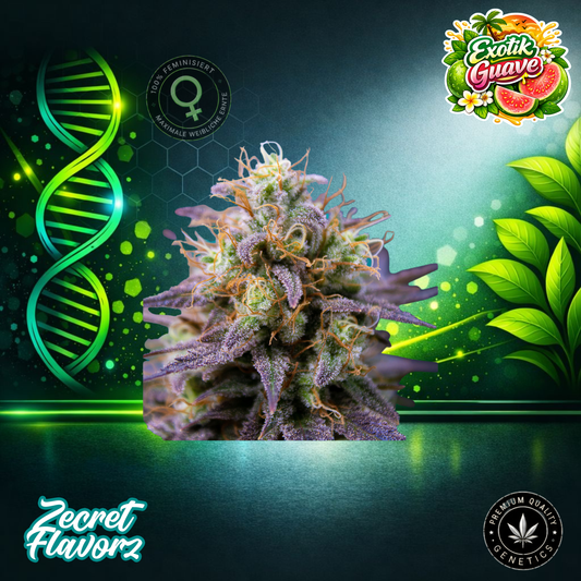 Zecret Flavorz EXOTIC GUAVA – Feminized Cannabis Seeds