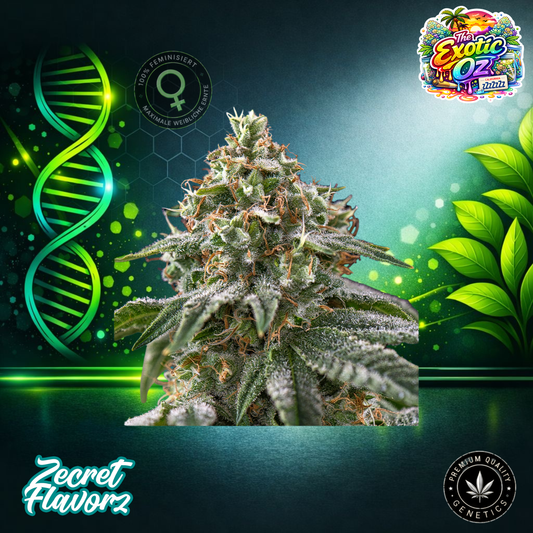 Zecret FlavorZ The Exotic Oz – Feminized Cannabis Seeds