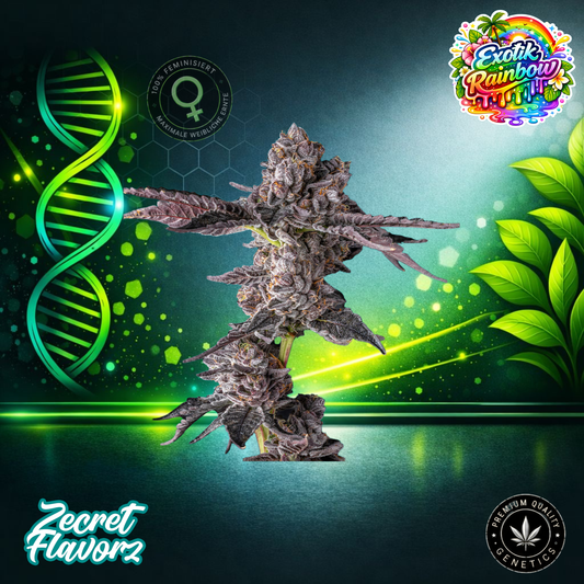 Zecret FlavorZ EXOTIC RAINBOW – Feminized Cannabis Seeds