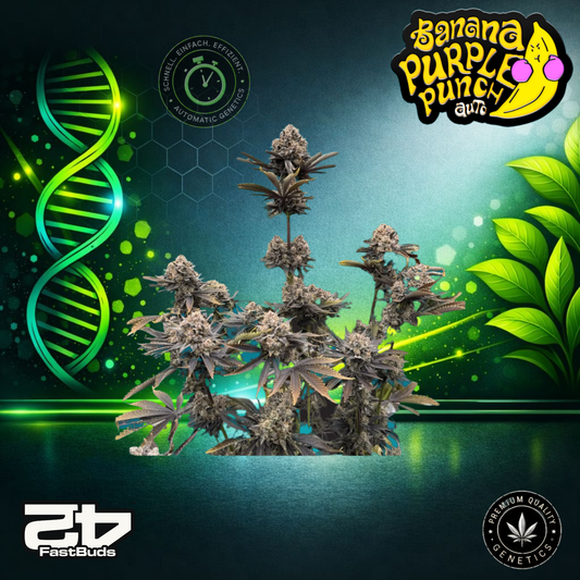 FastBuds BananaPunch RF3 Auto - Autoflowering Cannabis Samen