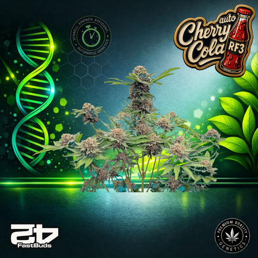 FastBuds CherryCola RF3 Auto - Autoflowering Cannabis-Samen