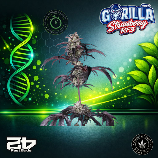 FastBuds Gorilla Strawberry RF3 Auto - Autoflowering Cannabis-Samen