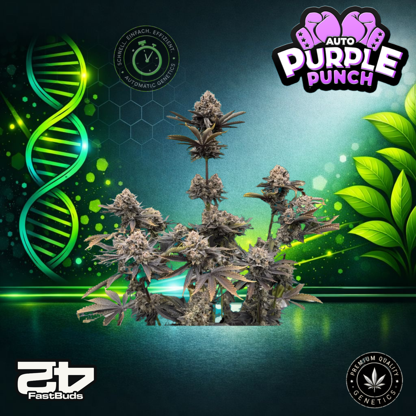 FastBud Purple Punch RF3 - Autoflowering Cannabis-Samen