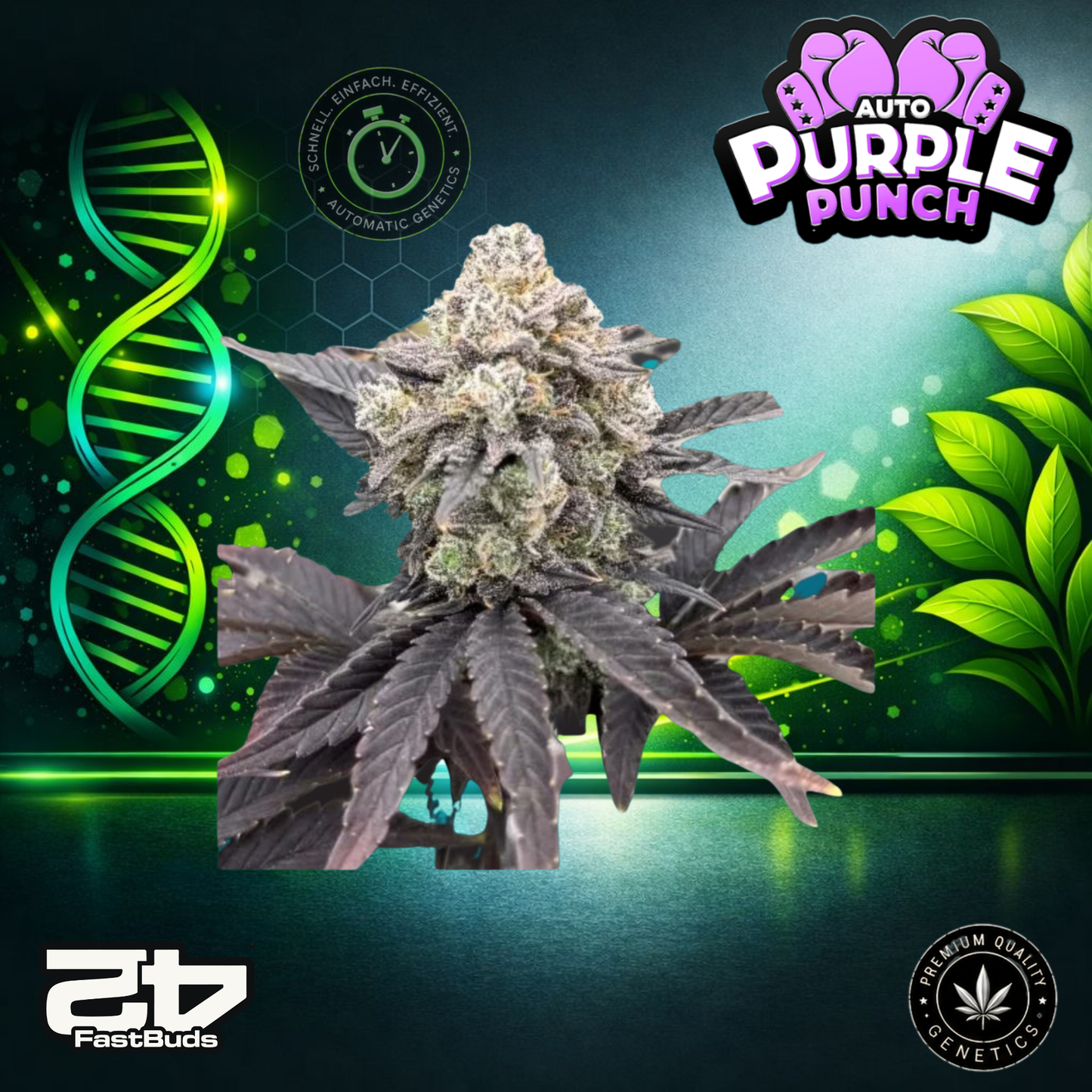 FastBud Purple Punch RF3 - Autoflowering Cannabis-Samen
