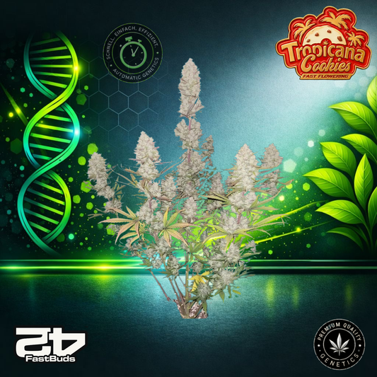Tropicana Cookies FF - Fast Flowering Cannabis-Samen