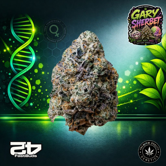 Gary Sherbet™ – Feminisierte Samen | FastBuds