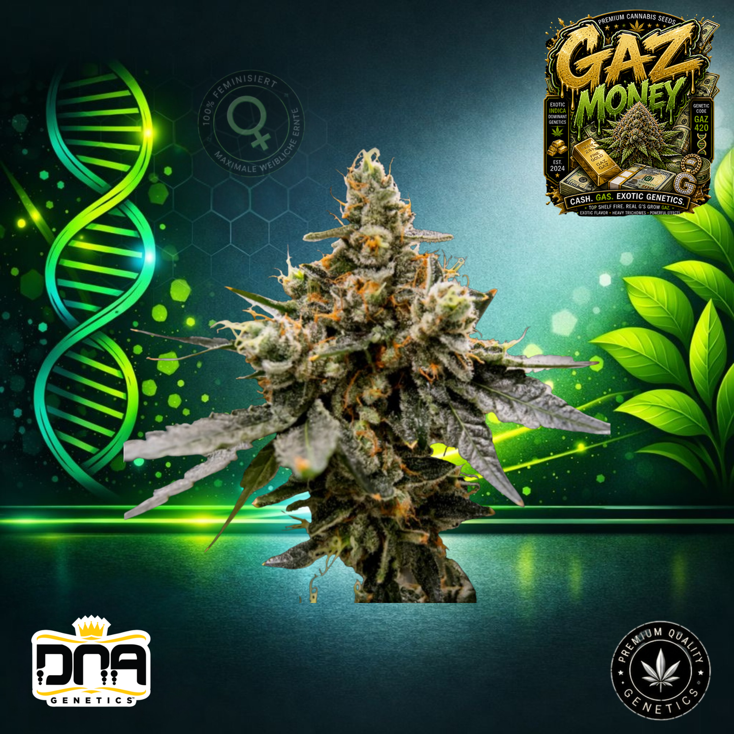 Gaz Money – DNA Genetics