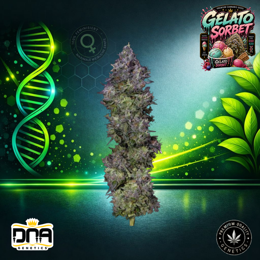 Gelato Sorbet – DNA Genetics