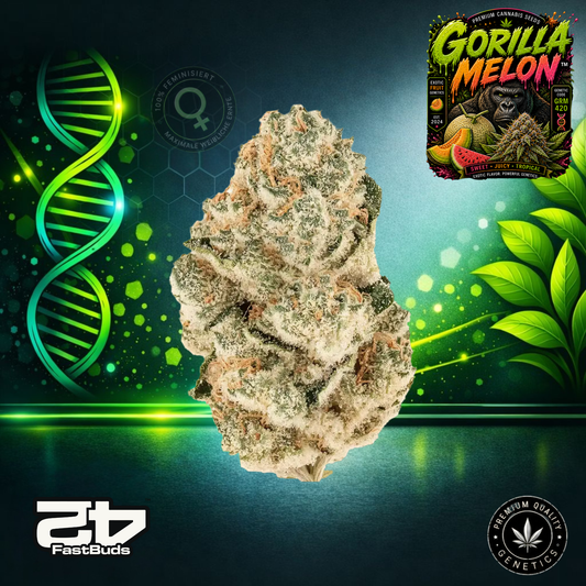 Gorilla Melon™ – Feminisierte Samen | FastBuds