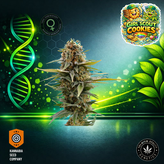 Girl Scout Cookies Feminisiert - Kannabia Seeds