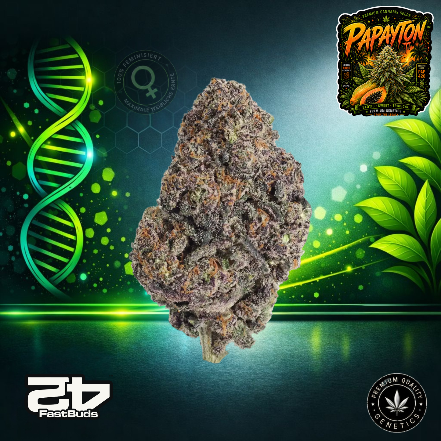Papayton™ – Feminisierte Samen | FastBuds