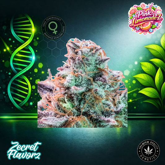 Zecret Flavorz PINK LEMONADE-Z (LTD) – Limited Feminized Cannabis Seeds