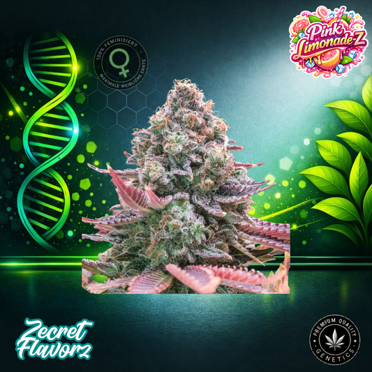 Zecret Flavorz PINK LEMONADE-Z (LTD) – Limited Feminized Cannabis Seeds