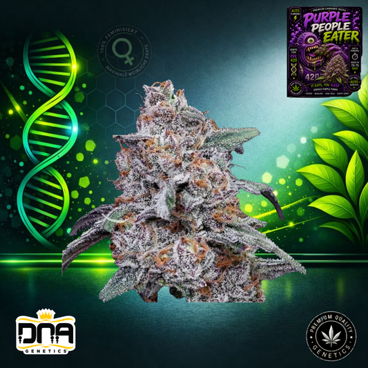 Purple People Eater – DNA Genetics