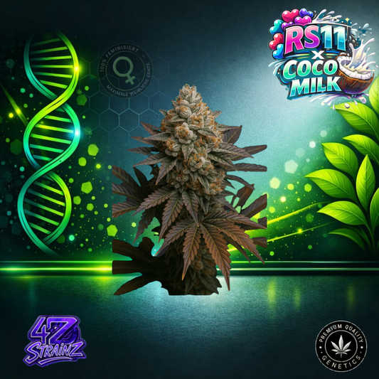 RS11 x Coco Milk – Feminisierte Cannabissamen