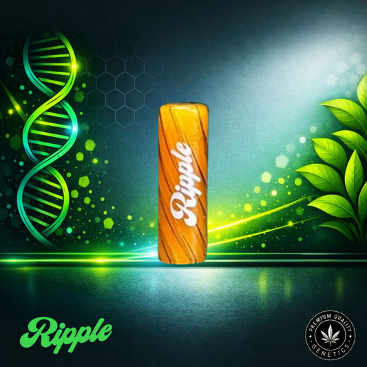 Ripple I 10 – Honey | Glass Filter