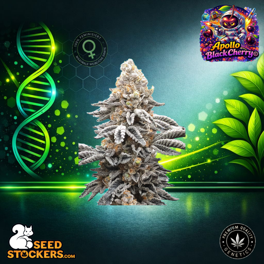 SeedStockers - Apollo Black Cherry© Feminisierte Hanfsamen